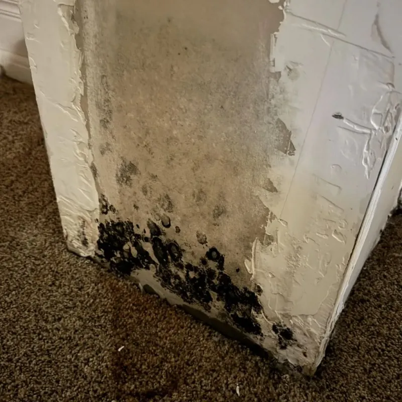 Professional Mold Removal in New Brighton, PA